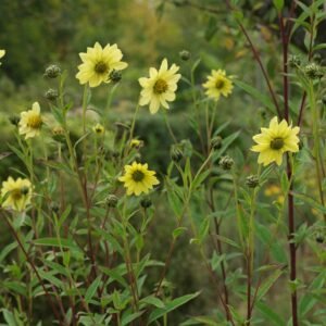 Helianthus-giganteus-Sheilas-Sunshine (1)