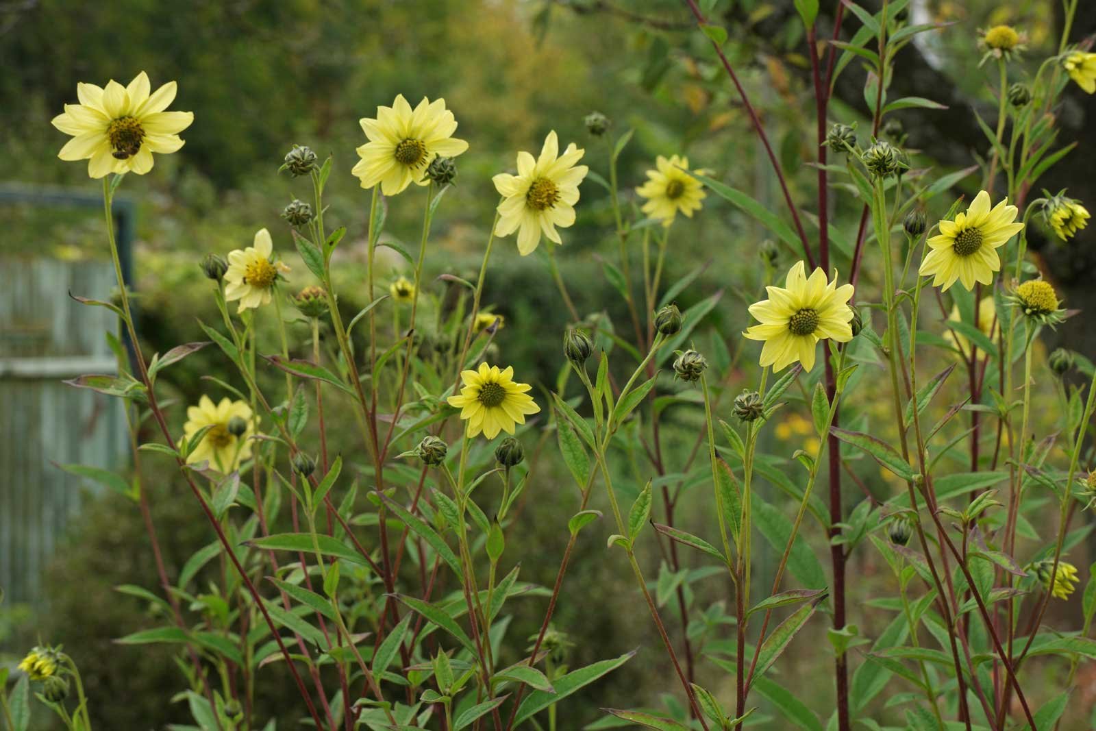 Slunečnice ´SHEILA´S SUNSHINE´ - Image 2