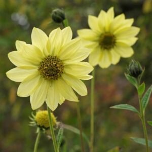 Slunečnice ´SHEILA´S SUNSHINE´