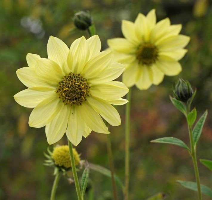 Slunečnice ´SHEILA´S SUNSHINE´