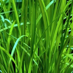 carex-sylvatica-turzyca-lesna