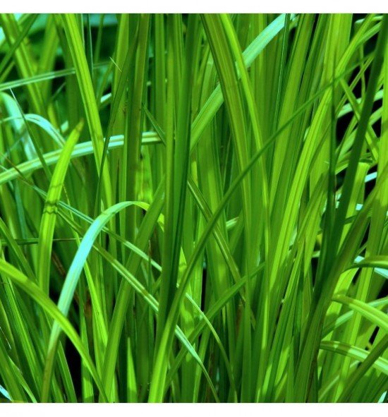 Ostřice lesní - Image 2