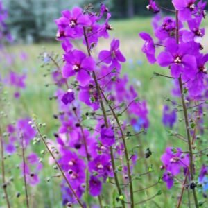 Divizna brunatná ´VIOLETTA´
