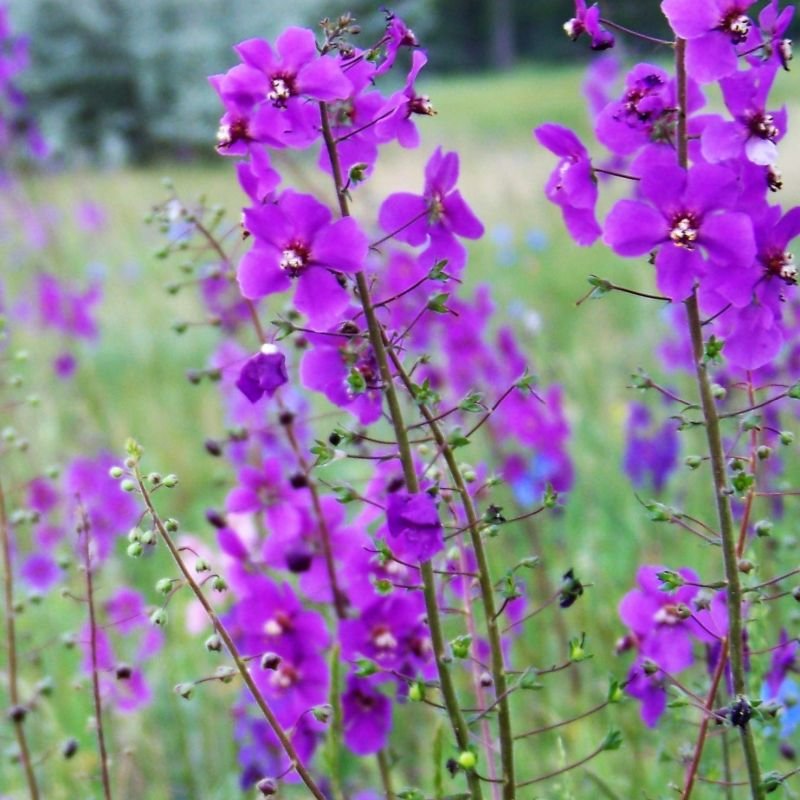Divizna brunatná ´VIOLETTA´