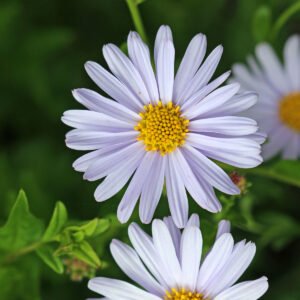 Astra japonská ´BLUE STAR´