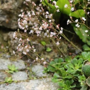 Saxifraga_umbrosa2