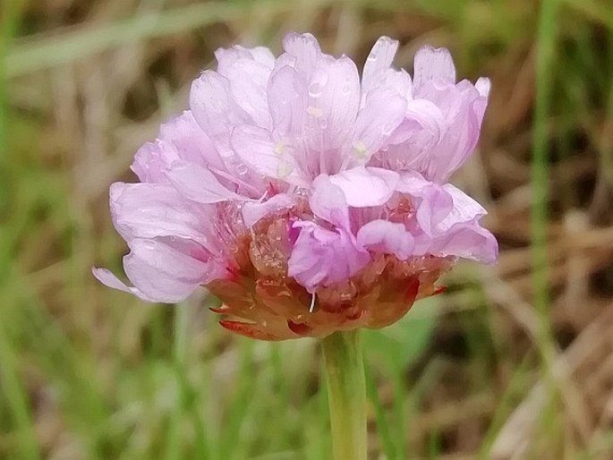 Trávnička přímořská (latifolia)