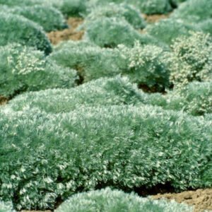 artemisia_silvermound2__87516.1640205771.1280.1280