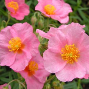 Devaterník ´LAWRENSON´S  PINK´