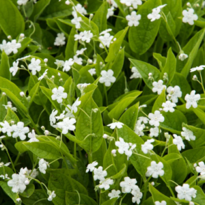 Pupkovec jarní 'ALBA´